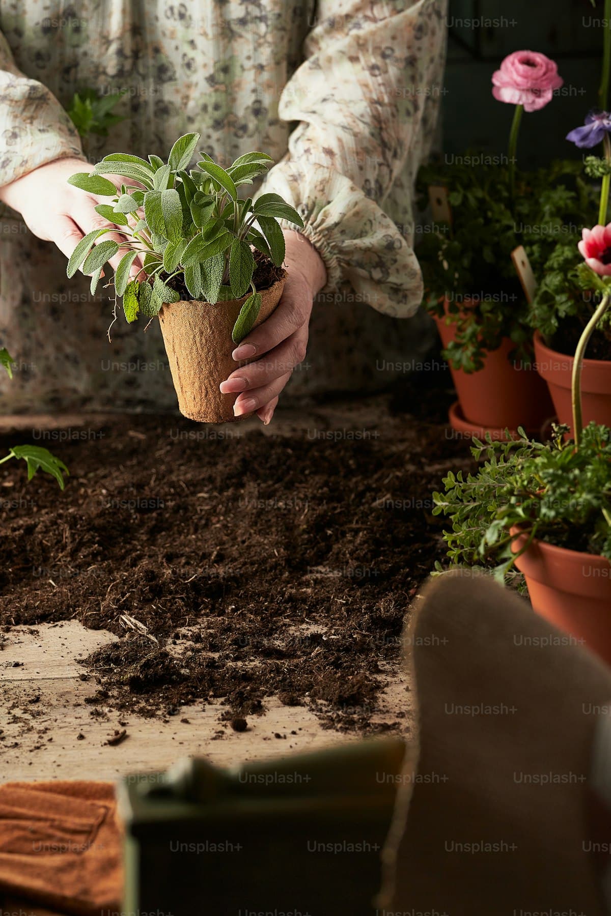Gardening in Rocklea