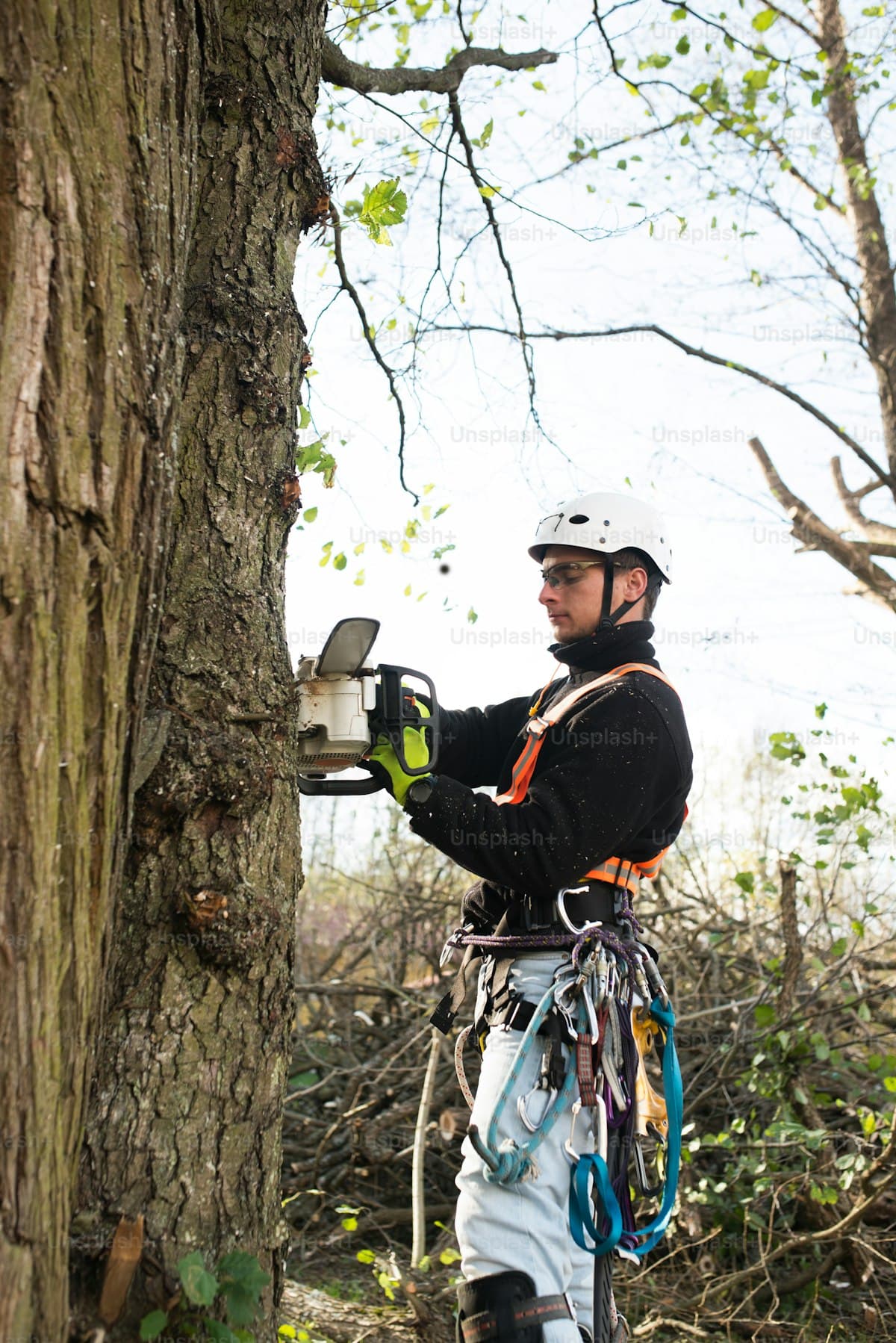 Tree Lopping in Cannon Hill