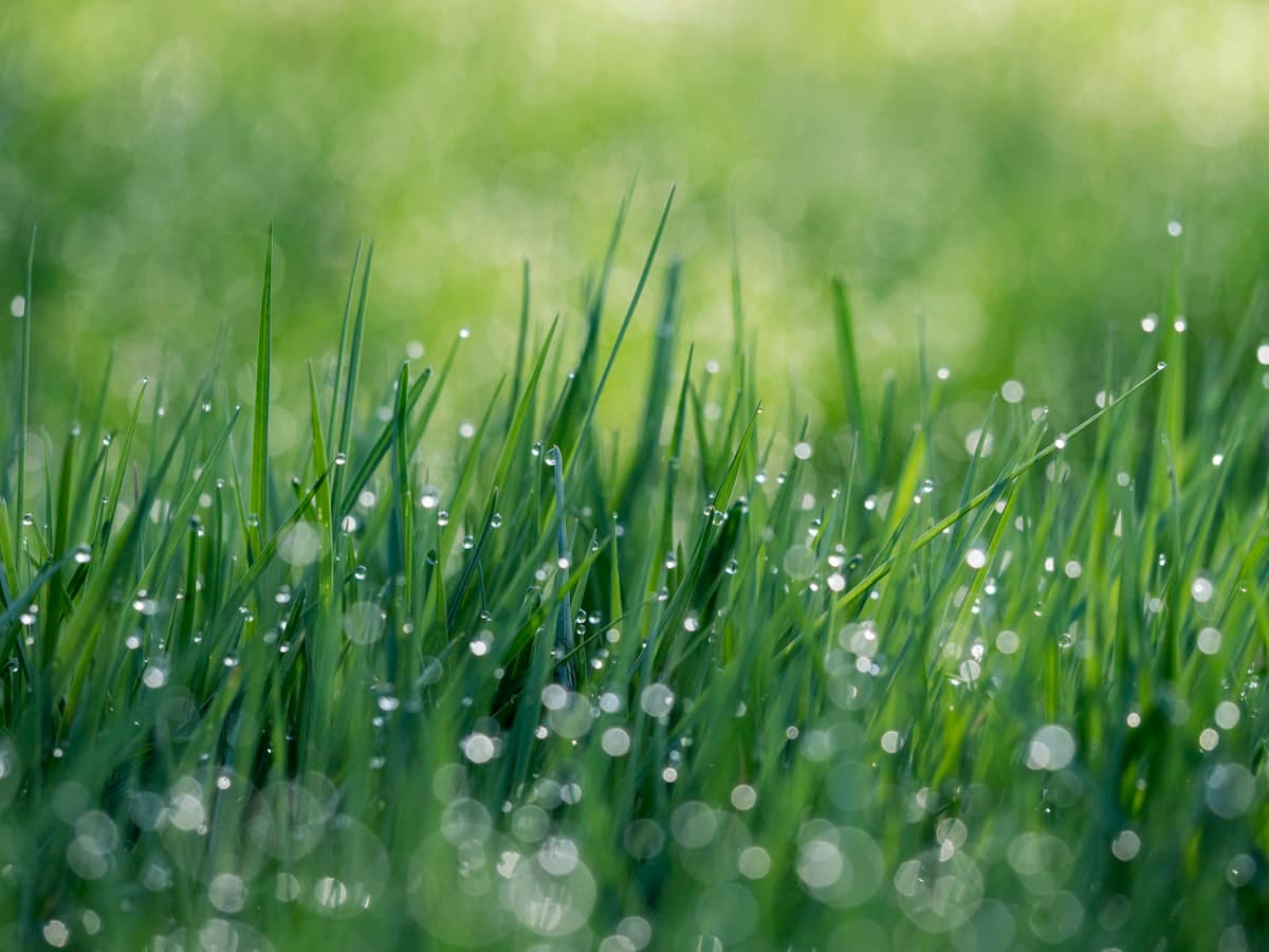Can You Mow Wet Grass? What You Need to Know + Mowing Tips